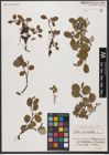 Foto von Salix reticulata L.